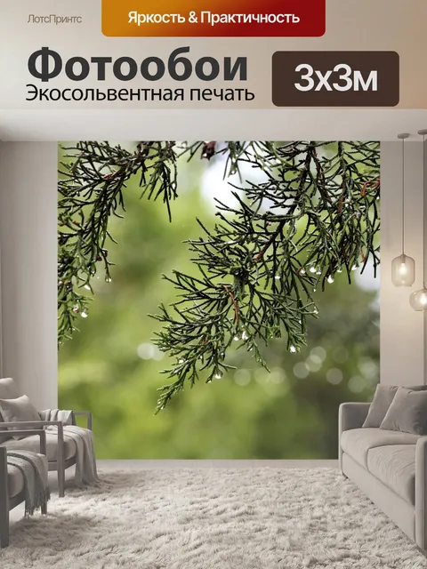 Фотообои Капли дождя на ветвях кедра