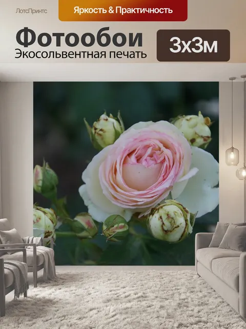 Фотообои Роза