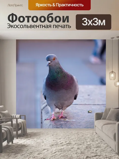 Фотообои Голубь