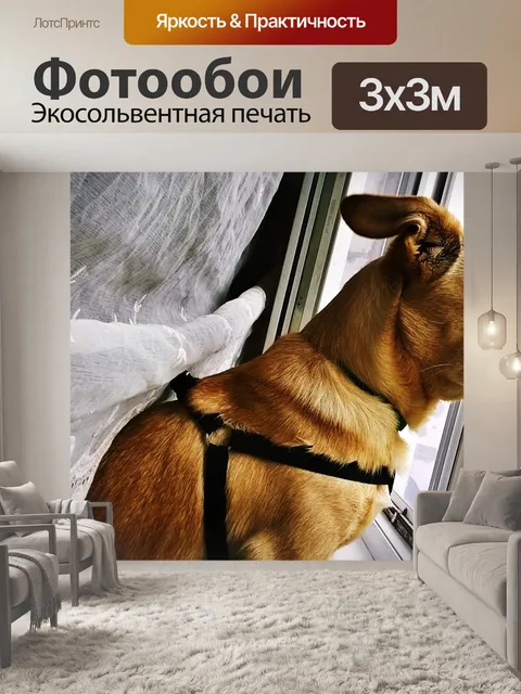 Фотообои Собака