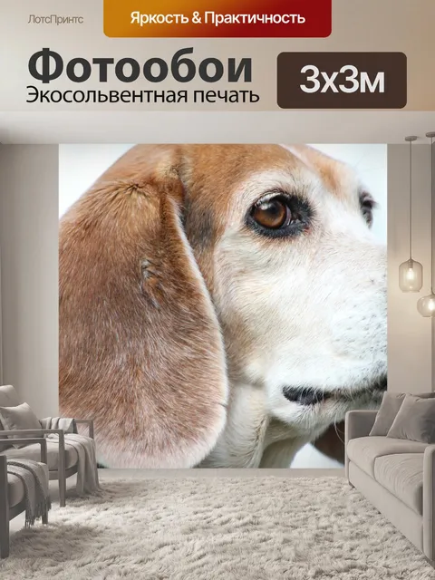 Фотообои Собака