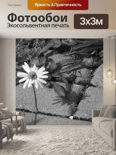 Фотообои Маргаритка