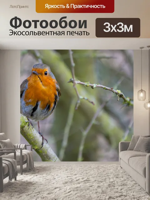 Фотообои Робин, Erithacus rubecula