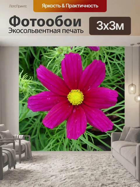 Фотообои Фиолетовый и желтый цветок