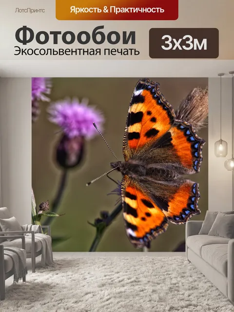 Фотообои Бабочка