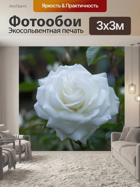 Фотообои Роза