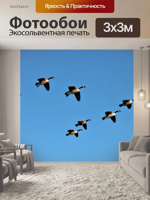 Фотообои Канада Гуси в полете