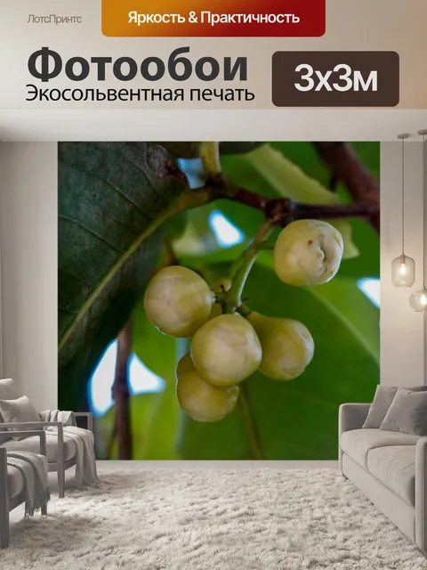 Фотообои Фрукты