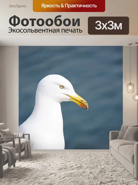 Фотообои Чайка