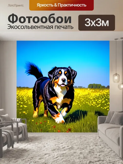 Фотообои бернский зенненхунд, прогуливающийся по цветущему полю под ярким синем небом