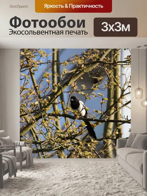 Фотообои Сорока