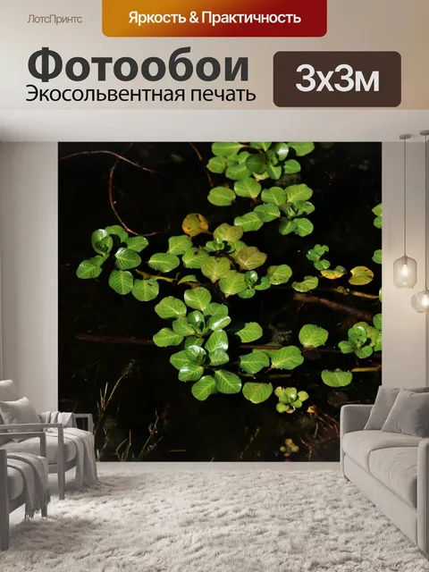 Фотообои Зеленые листья, черная вода