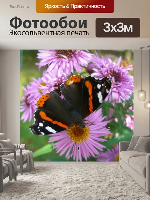 Фотообои Адмирал