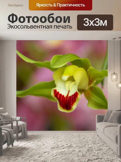 Фотообои Цветок орхидеи