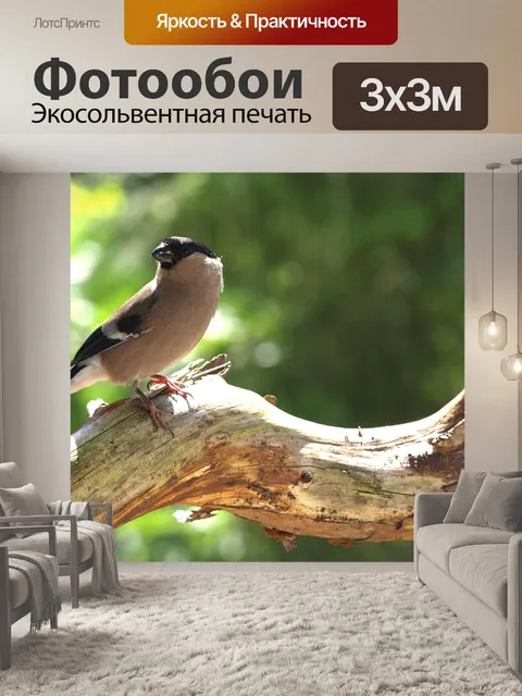 Фотообои Снегирь