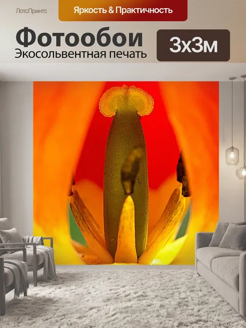 Фотообои Тюльпан