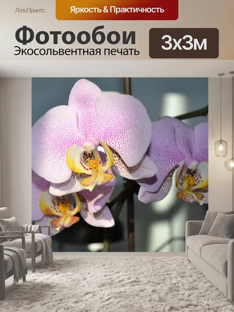 Фотообои Орхидеи