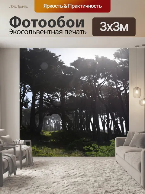 Фотообои Деревья и солнечные лучи