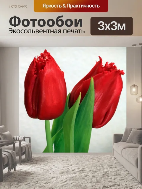 Фотообои Два красных тюльпана крупным планом