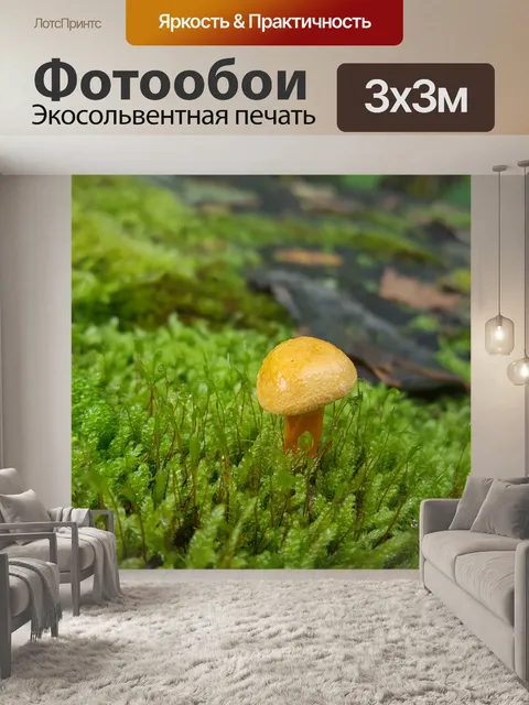 Фотообои Гриб