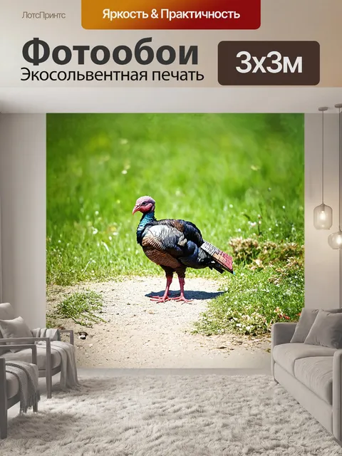Фотообои под ярким, полуденным солнцем, индюк купается в пыльной ванне, его перья взъерошены, а вокруг него облако…