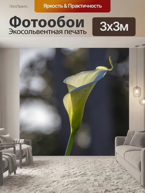 Фотообои Лилия в утреннем свете