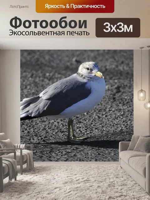 Фотообои Чайка