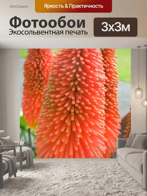 Фотообои Red Hot Poker Цветы