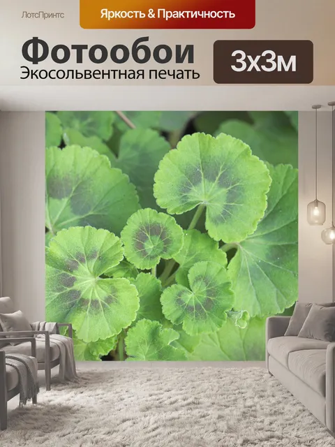 Фотообои Листья