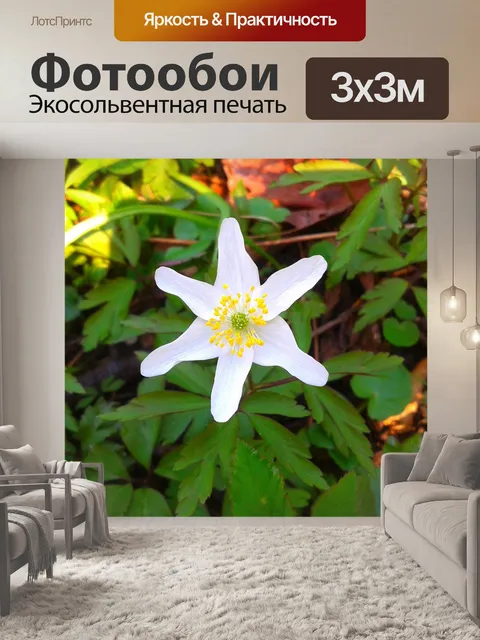 Фотообои Анемон