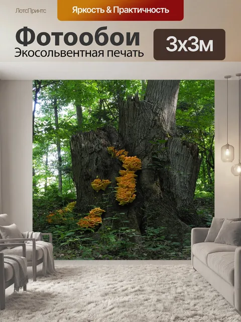 Фотообои Грибок