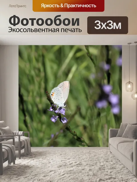 Фотообои Серая Прическа Бабочка Вентральная