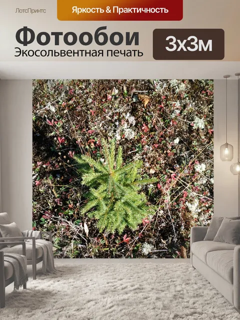 Фотообои Еловый выращивание