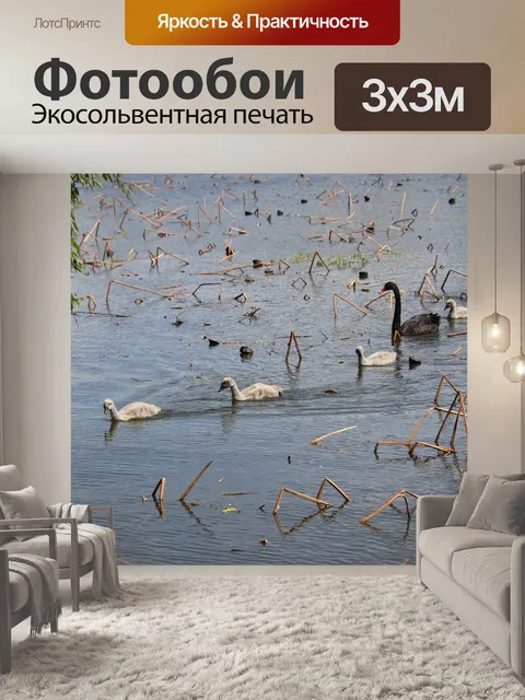 Фотообои Лебеди