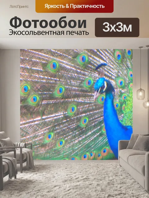 Фотообои Павлин распространения хвост 2