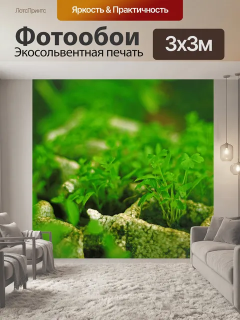 Фотообои Саженцы плантации