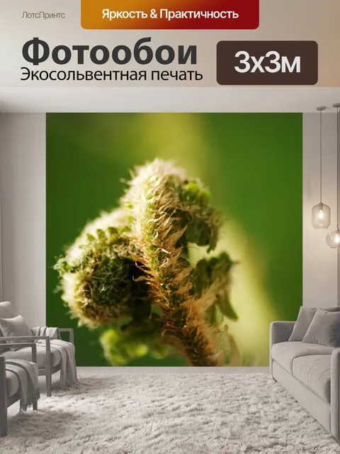 Фотообои Папоротник