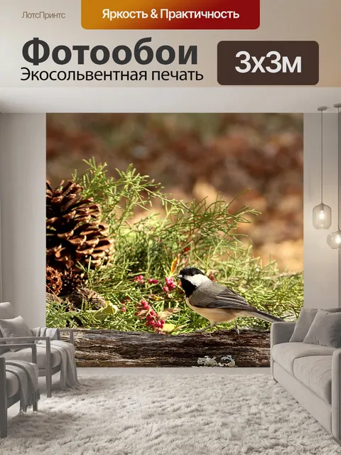 Фотообои Черный шапка в кедре