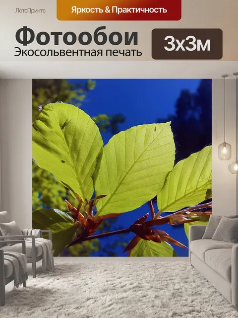 Фотообои Листья бука
