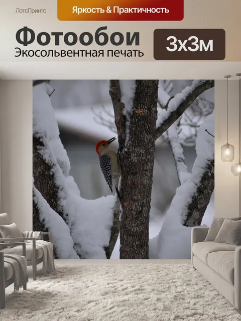 Фотообои краснобрюхий дятел
