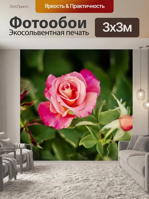 Фотообои Роза