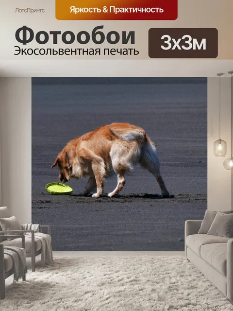 Фотообои собака с фрисби