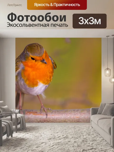 Фотообои Робин, Erithacus rubecula