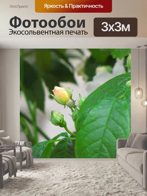 Фотообои Роза 'Дева озера'