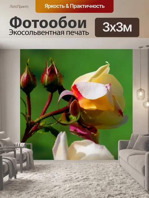 Фотообои Роза