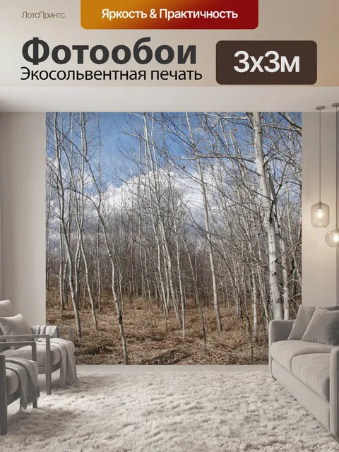 Фотообои Березы лес