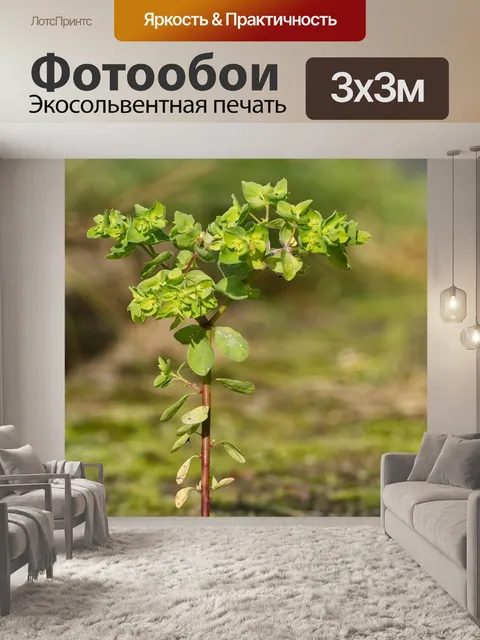 Фотообои Небольшой