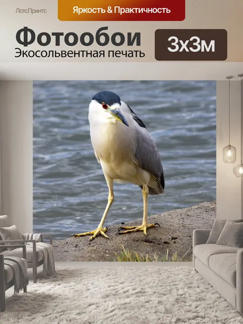 Фотообои Baby Night Heron