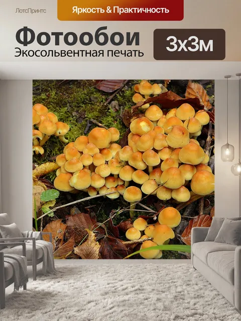Фотообои Грибы