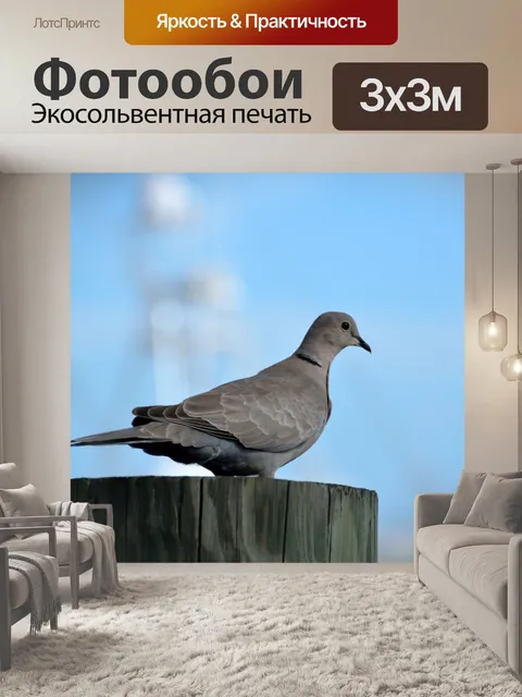 Фотообои Голубь по укладке